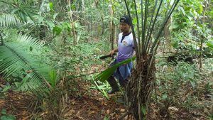 Caminando a través de la selva