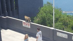 Primates Gibraltar