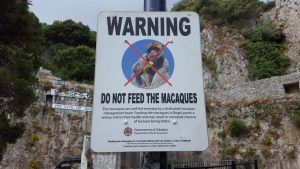 No dar de comer a los monos en Gibraltar